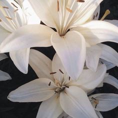 some white flowers are blooming in the sun