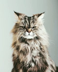 a long haired gray cat sitting on top of a wooden table next to a white wall