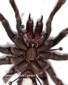 a large brown spider sitting on top of a white surface