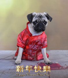 a small pug dog wearing a red chinese dress