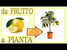 a lemon tree and an orange plant with the words da frutto a piata