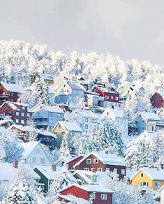 the houses are covered in snow and have trees on each side of their roofs