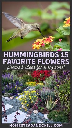 the hummingbird is flying in front of flowers and plants with text that reads hummingbirds 15 favorite flowers photos & ideas for every zone