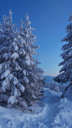 snow covered pine trees on the side of a snowy mountain slope at night with blue sky in background