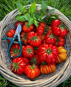 a basket filled with lots of red and yellow tomatoes next to green leaves on top of grass