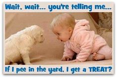 a baby sitting on a couch next to a small white dog and caption that reads, wait, wait you're telling me if i pee in the yard, get a treat?