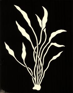 a black and white image of a plant with long stems in the center, on a dark background