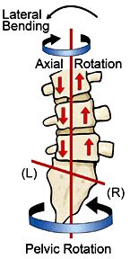 Psoas Release, Anatomy Images, Pelvic Tilt, Spine Health, Trigger Points, Better Posture, Yoga Sequences, Back Exercises, Short Legs