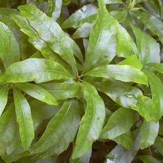 green leaves with drops of water on them