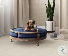 a small dog sitting on top of a blue round ottoman in front of a potted plant