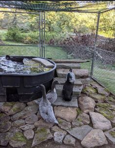 two birds are sitting on the rocks in front of a bird bathtub with water