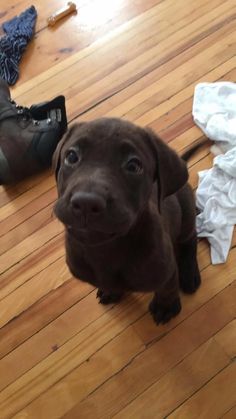 a brown puppy standing on top of a hard wood floor next to a pair of shoes