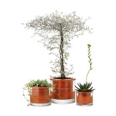 three potted plants are shown with one plant in the middle and two on the other