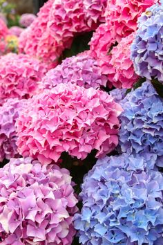 many pink and blue flowers are arranged together