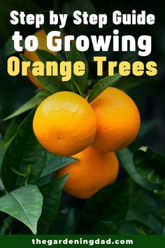 three oranges growing on an orange tree with the title step by step guide to growing orange trees