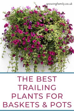 the best trailing plants for baskets and pots