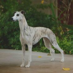 a white and black dog standing on top of a cement ground next to green plants