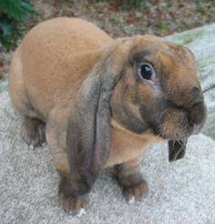 a brown rabbit sitting on top of a rock