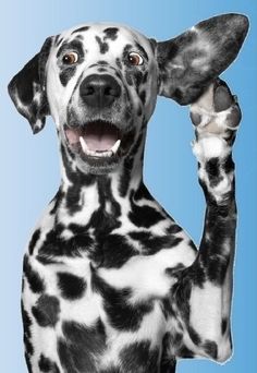 a black and white dalmatian dog with its paws in the air, making a funny face