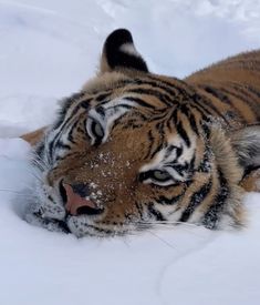 a tiger laying down in the snow