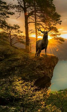 a deer standing on top of a cliff next to a body of water at sunset