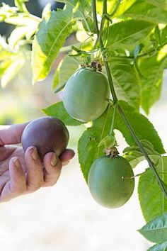 a person is picking plums from a tree