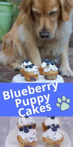 a dog looking at some blueberry cupcakes on a plate with the words blueberry puppy cakes