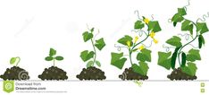 the stages of growing plants from seed to flower stock illustration image of growth, plant