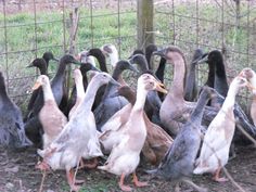 a group of ducks standing next to each other in front of a wire fence on the ground