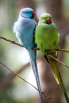 two colorful birds sitting on top of a tree branch