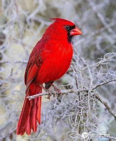 a red bird sitting on top of a tree branch