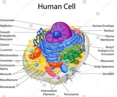 the structure of a human cell with all its major parts labeled in this diagram illustration