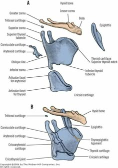 the anatomy of the human body including the bones and their major structures labeled in text