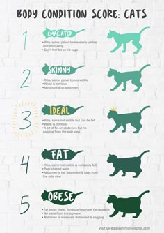 the body condition score for cats