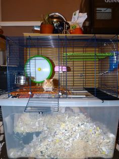 a small hamster in a cage with its food and other items inside the cage