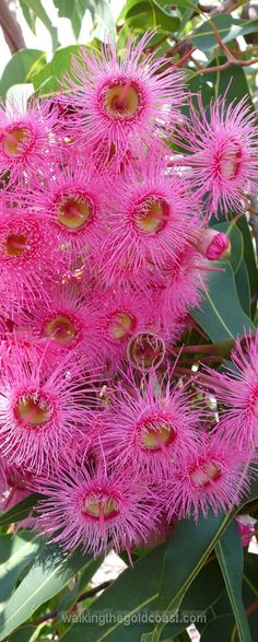 pink flowers are blooming on the branches of a tree with green leaves in the background