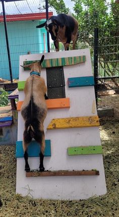 two goats climbing up and down the side of a ramp made out of wood planks