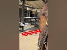 a close up of a horse's bridle with a sign on it