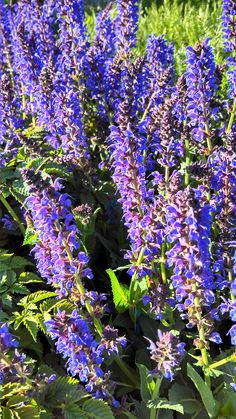 purple flowers are blooming in the garden