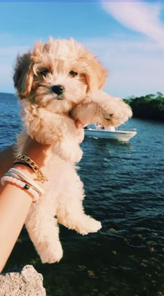 a person holding a small white dog in their hand near the water with a boat behind them