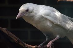 a white bird sitting on top of a tree branch