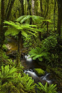 a stream running through a lush green forest filled with lots of trees and ferns on the ground