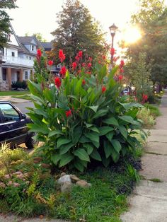 a car parked on the side of a road next to a bush with red flowers