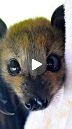 a small brown and black animal sticking its head out from behind a white blanket,