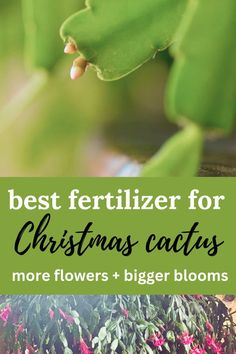 christmas cactus Christmas Cactus Propagation, Amaryllis Plant, Christmas Cactus Care, Easy Indoor Plants, Christmas Cactus Plant, Easter Cactus, How To Water Succulents, Thanksgiving Cactus, Holiday Cactus