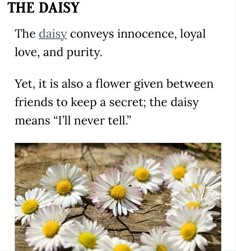 some daisies are laying on the ground and one is saying,'the daisy conveys inconcee, loyal love, and purify