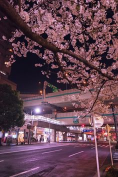 cherry blossoms are blooming on the trees in front of an empty street at night