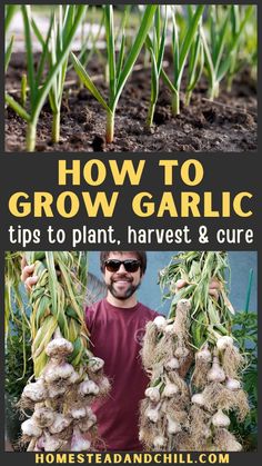 how to grow garlic tips to plant, harvest and care