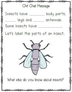 an insect worksheet with the words, what do you know about insects?