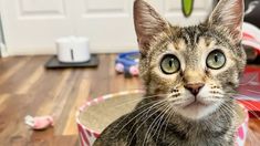 a cat sitting in a bowl on the floor looking at the camera with an intense look